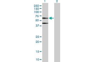 Western Blot analysis of ACTB expression in transfected 293T cell line by ACTB MaxPab polyclonal antibody. (beta Actin anticorps  (AA 1-375))