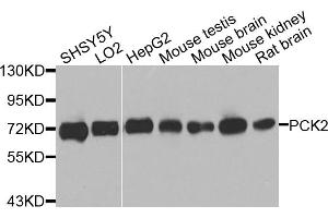 Western blot analysis of extracts of various cell lines, using PCK2 antibody. (PEPCK anticorps)