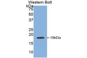 Western Blotting (WB) image for anti-Interleukin 6 Signal Transducer (Gp130, Oncostatin M Receptor) (IL6ST) (AA 606-756) antibody (ABIN1859040) (CD130/gp130 anticorps  (AA 606-756))