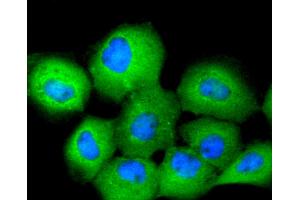 A431 cells were stained with 14-3-3 Theta (5G1) Monoclonal Antibody  at [1:200] incubated overnight at 4C, followed by secondary antibody incubation, DAPI staining of the nuclei and detection. (14-3-3 theta anticorps)