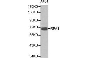 Western Blotting (WB) image for anti-Replication Protein A1, 70kDa (RPA1) antibody (ABIN1874636) (RPA1 anticorps)