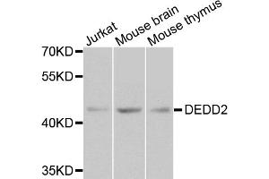 Western blot analysis of extracts of various cell lines, using DEDD2 antibody (ABIN5974660) at 1/1000 dilution. (DEDD2 anticorps)