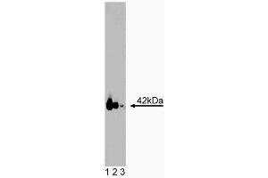Western blot analysis of Galphaq on a Jurkat cell lysate (Human T-cell leukemia, ATCC TIB-152). (GNAQ anticorps  (AA 22-31))