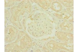Immunohistochemistry of paraffin-embedded human kidney tissue using ABIN7159887 at dilution of 1:100 (TIMM1B (AA 1-103) anticorps)