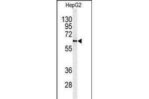 Western blot analysis of PLTP antibody (C-term) (ABIN391914 and ABIN2841725) in HepG2 cell line lysates (35 μg/lane). (PLTP anticorps  (C-Term))