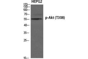 Western Blot (WB) analysis of specific cells using Phospho-Akt (T308) Polyclonal Antibody. (AKT1 anticorps  (pThr308))