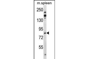 Tiparp Antibody (N-term) (ABIN392513 and ABIN2842075) western blot analysis in mouse spleen tissue lysates (35 μg/lane). (Tiparp anticorps  (N-Term))