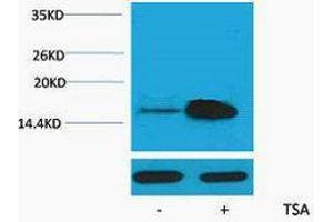 Western Blotting (WB) image for anti-Histone H2A (acLys5) antibody (ABIN3181337) (Histone H2A anticorps  (acLys5))