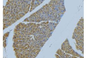 ABIN6277655 at 1/100 staining Human pancreas tissue by IHC-P. (ICAM1 anticorps  (C-Term))