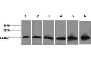 Western Blot analysis of 1) Hela, 2) 293T, 3) 3T3, 4) Mouse liver, 5) Rat liver, 6) Rat kidney with CYCS Monoclonal Antibody. (Cytochrome C anticorps)