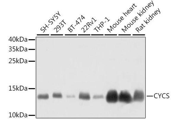 Cytochrome C anticorps  (AA 1-105)