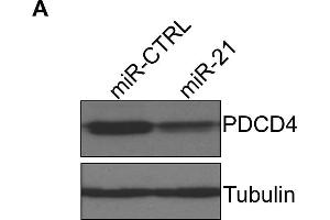 Western Blotting (WB) image for anti-Programmed Cell Death 4 (PDCD4) (C-Term) antibody (ABIN129709)