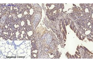 Immunohistochemical analysis of paraffin-embedded rat lung tissue. (RANKL anticorps  (C-Term))