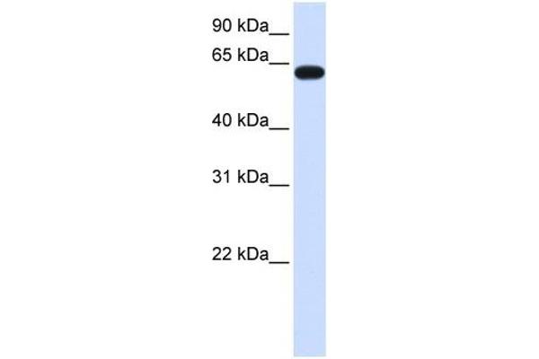 HS6ST3 anticorps  (C-Term)