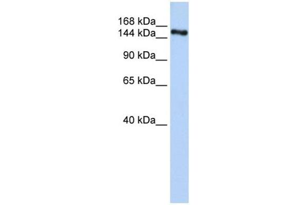 ZNF236 anticorps  (C-Term)