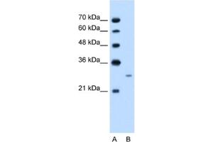 Western Blotting (WB) image for anti-Follistatin (FST) antibody (ABIN2462560) (Follistatin anticorps)