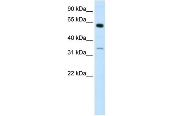 ZNF609 anticorps  (N-Term)