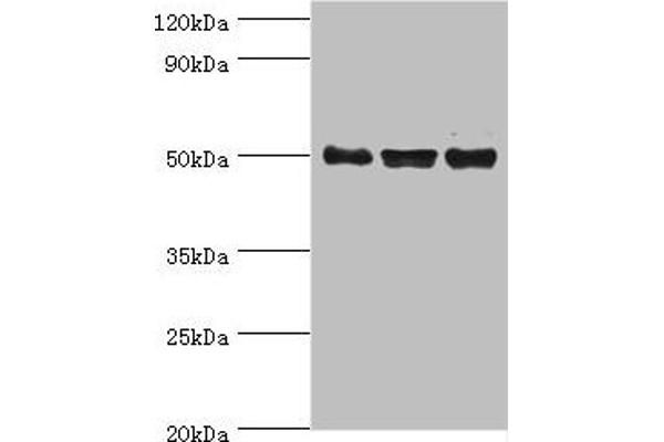 TRF1 anticorps  (AA 260-439)