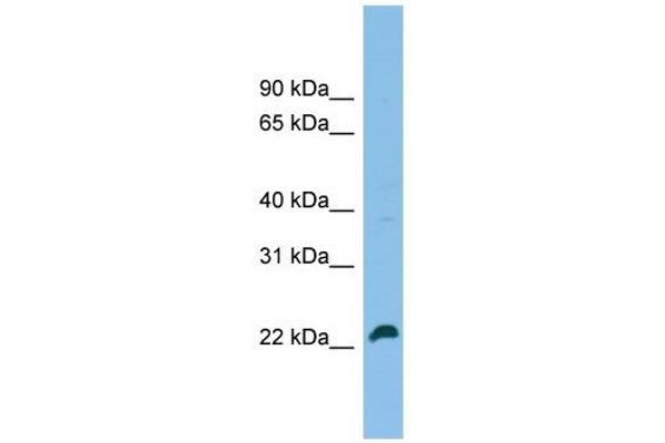 SPATA24 anticorps  (C-Term)