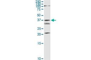 GMDS MaxPab rabbit polyclonal antibody. (GMDS anticorps  (AA 1-372))