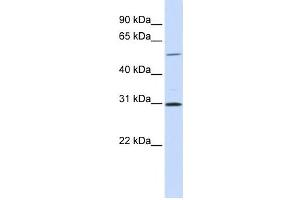 Western Blotting (WB) image for anti-NIMA related kinase 3 (NEK3) antibody (ABIN2459259) (NEK3 anticorps)