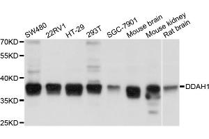 Western blot analysis of extracts of various cell lines, using DDAH1 antibody (ABIN4903456) at 1:1000 dilution. (DDAH1 anticorps)