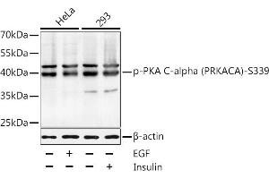 Western blot analysis of extracts of HeLa and 293 cells, using Phospho-PKA C-alpha (PRKACA)-S339 antibody  at 1:1000 dilution. (PRKACA anticorps  (pSer339))
