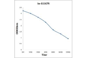 Antigen: 0. (SLC17A7 anticorps)