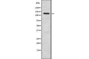 Western blot analysis USP28 using COS7 whole cell lysates (USP28 anticorps)