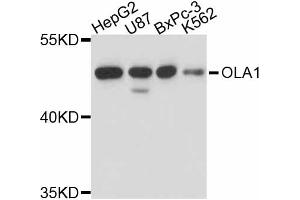 Western blot analysis of extracts of various cell lines, using OLA1 antibody (ABIN5998412) at 1/1000 dilution. (OLA1 anticorps)