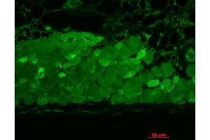 Immunohistochemistry analysis using Mouse Anti-Hsp90 Monoclonal Antibody, Clone 4F3. (HSP90 anticorps  (Atto 488))