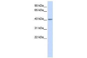 Western Blotting (WB) image for anti-Serotonin Receptor 5A (HTR5A) antibody (ABIN2460112) (Serotonin Receptor 5A anticorps)