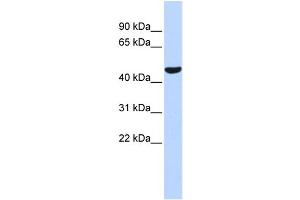 WB Suggested Anti-PTGIS Antibody Titration:  0. (PTGIS anticorps  (Middle Region))