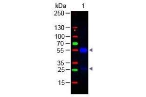 Goat IgG (H&L) Antibody 488 Conjugated Pre-Adsorbed Western Blot Western Blot of Donkey anti-Goat IgG Antibody 488 Conjugated Pre-Adsorbed Lane 1: Goat IgG Load: 50 ng per lane Secondary antibody: Goat IgG (H&L) Antibody 488 Conjugated Pre-Adsorbed at 1:1,000 for 60 min at RT Block: ABIN925618 for 30 min at RT Predicted/Observed size: 55 and 28 kDa, 55 and 28 kDa (Âne anti-Chévre IgG Anticorps (DyLight 488) - Preadsorbed)