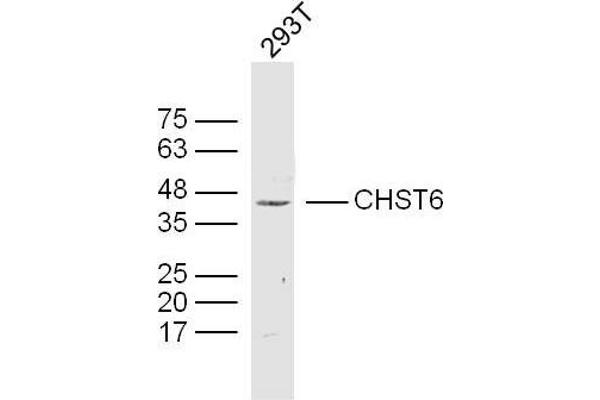 CHST6 anticorps  (AA 101-200)