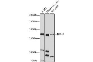 Western blot analysis of extracts of various cell lines, using USP40 antibody (ABIN7271162) at 1:1000 dilution. (USP40 anticorps  (AA 1173-1247))