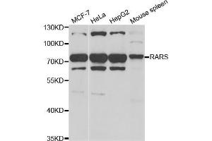 Western blot analysis of extracts of various cell lines, using RARS antibody (ABIN5973728) at 1/1000 dilution. (RARS anticorps)