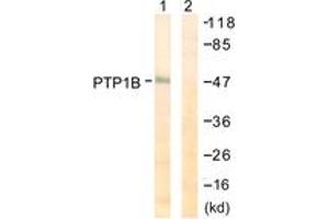 Western blot analysis of extracts from COS7 cells, treated with UV 30', using PTP1B (Ab-50) Antibody. (PTPN1 anticorps  (AA 16-65))