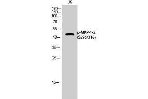Western Blotting (WB) image for anti-Dual Specificity Phosphatase 1/4 (DUSP1/4) (pSer296), (pSer318) antibody (ABIN3179716) (MKP-1/2 anticorps  (pSer296, pSer318))