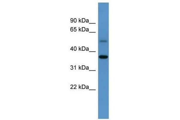 GYG anticorps  (C-Term)