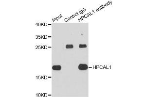 Immunoprecipitation analysis of extracts of HepG2 cells using HPCAL1 antibody (ABIN4903961). (HPCAL1 anticorps)