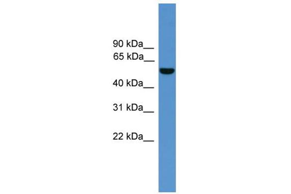 ALDH9A1 anticorps  (C-Term)