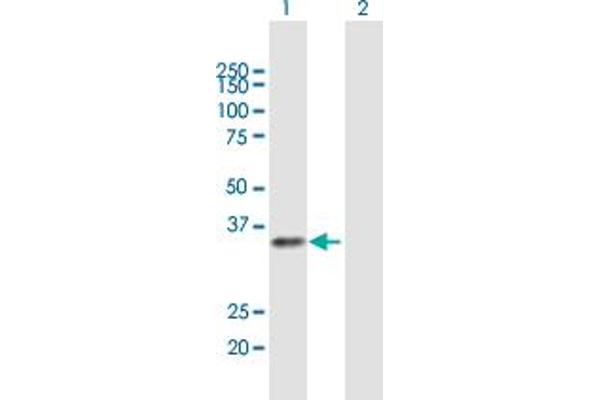 RFXAP anticorps  (AA 1-272)