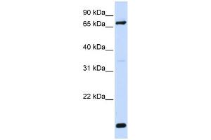 WB Suggested Anti-ACSL4 Antibody Titration: 0. (ACSL4 anticorps  (N-Term))