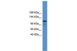 Image no. 1 for anti-Nuclear Factor of Activated T-Cells, Cytoplasmic, Calcineurin-Dependent 1 (NFATC1) (C-Term) antibody (ABIN6746178) (NFATC1 anticorps  (C-Term))