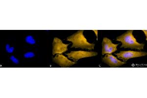 Immunocytochemistry/Immunofluorescence analysis using Rat Anti-HSF1 Monoclonal Antibody, Clone 10H4 . (HSF1 anticorps  (Atto 488))