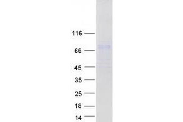 C3orf39 Protein (Myc-DYKDDDDK Tag)