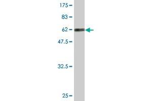 Western Blot detection against Immunogen (63. (RFC5 anticorps  (AA 1-340))