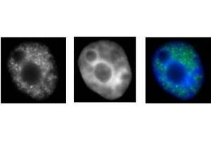 RNA pol II CTD Ser2ph / Ser5ph antibody (mAb) (Clone 1A12G10) tested by immunofluorescence. (RNA Pol II CTD Ser2ph / Ser5ph (pSer2), (pSer5) anticorps)
