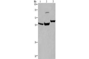 Western Blotting (WB) image for anti-Estrogen Receptor 1 (ESR1) antibody (ABIN2430023) (Estrogen Receptor alpha anticorps)